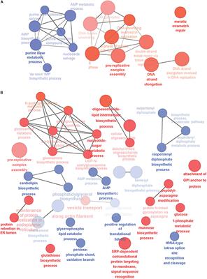 Mining Data From Plasma Cell Differentiation Identified Novel Genes for Engineering of a Yeast Antibody Factory